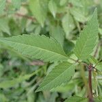 Bidens frondosa 葉