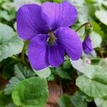 Viola × melissifolia Flower