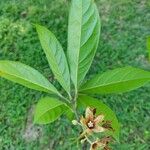 Cola acuminata Floare