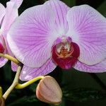 Phalaenopsis amabilis Květ