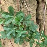 Potentilla anglica Foglia