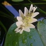 Aponogeton distachyos Kwiat
