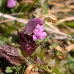 Pedicularis sylvatica Flower