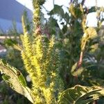 Amaranthus hybridus Blüte