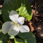 Viola blanda Flors