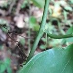 Passiflora laurifolia Кора