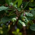 Anacardium occidentale Fruitua