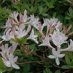 Rhododendron atlanticum 花