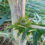 Cirsium jorullense Feuille