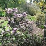 Rhododendron pubescens Hábito