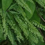 Asplenium trichomanes-ramosum অভ্যাস