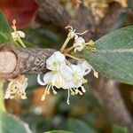 Osmanthus heterophyllus Květ