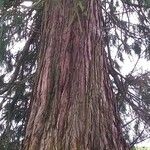 Sequoia sempervirens Corteccia