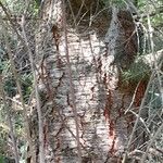 Pseudotsuga menziesii Bark