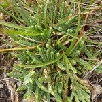 Diphasiastrum alpinum Likasa