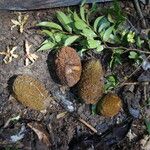 Hexalobus salicifolius Frucht