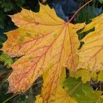 Acer platanoides List