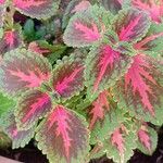 Coleus decurrensList