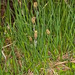 Carex nigra ശീലം