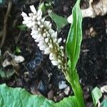 Persicaria lapathifolia Цвят