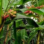 Musa velutina ശീലം