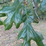 Quercus garryana Leht