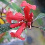 Rhododendron apoanum Flower