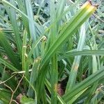 Carex pendula Blad