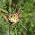 Daucus carotaFlors