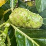 Morinda citrifolia Frukt