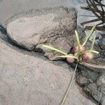 Crinum viviparum Fruit