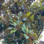 Magnolia grandiflora 叶