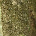 Licania parvifructa Cortiza