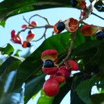 Paullinia elegans Fruit