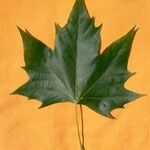 Platanus x hispanica その他の提案