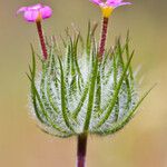 Leptosiphon bicolor ᱵᱟᱦᱟ