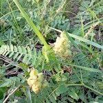 Astragalus cicer 形態