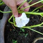 Ipomoea aquatica Kwiat