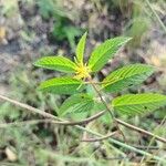Corchorus orinocensis Çiçek