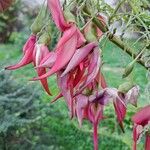 Clianthus puniceus Blüte