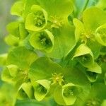 Euphorbia esulaFlower