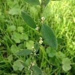 Polygonum aviculare 花