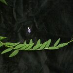 Vicia bakeri