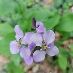 Orychophragmus violaceus Flor