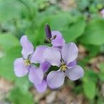 Orychophragmus violaceus Flower