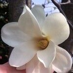 Magnolia x soulangeana Άλλα