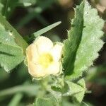 Rhynchosida physocalyx 花