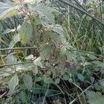 Urtica membranacea Листок