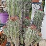 Euphorbia polygona Φύλλο