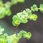 Euphorbia stricta Blüte